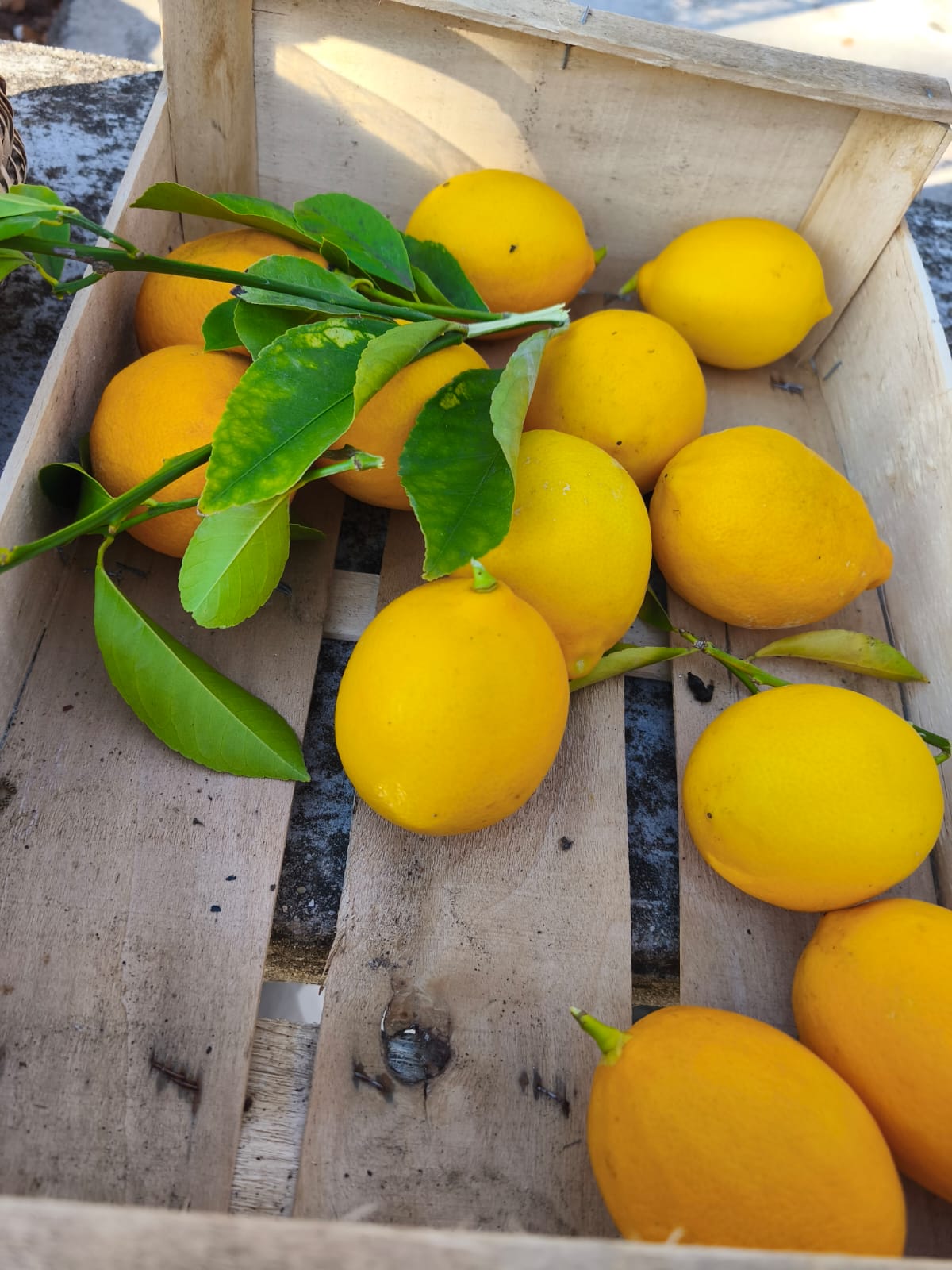 WhatsApp Imagess 2025 12 14 at 21.48.11