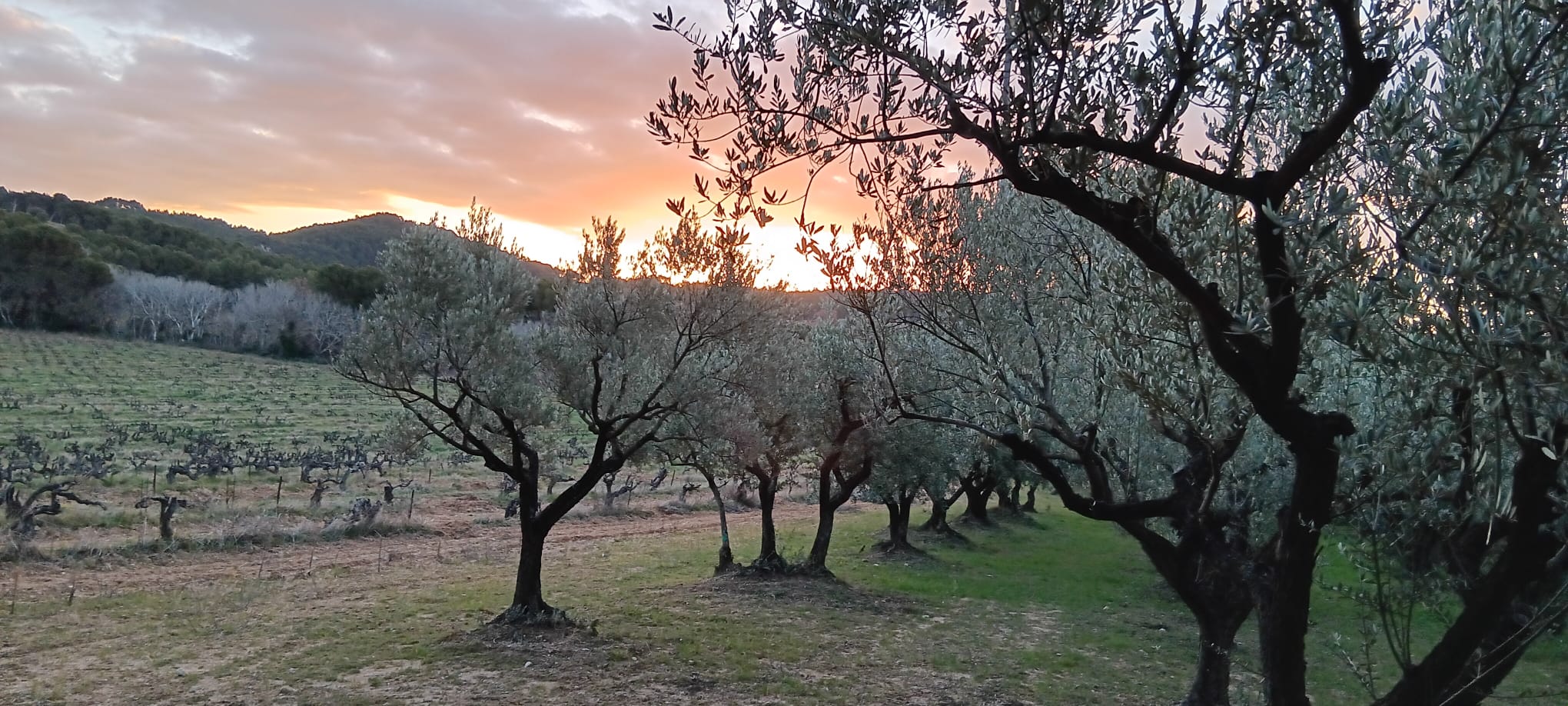 WhatsApp Image 2026 01 15 at 17.18.03