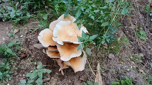 WhatsApp Image 2025 09 08 à 19.05.27 531872ff