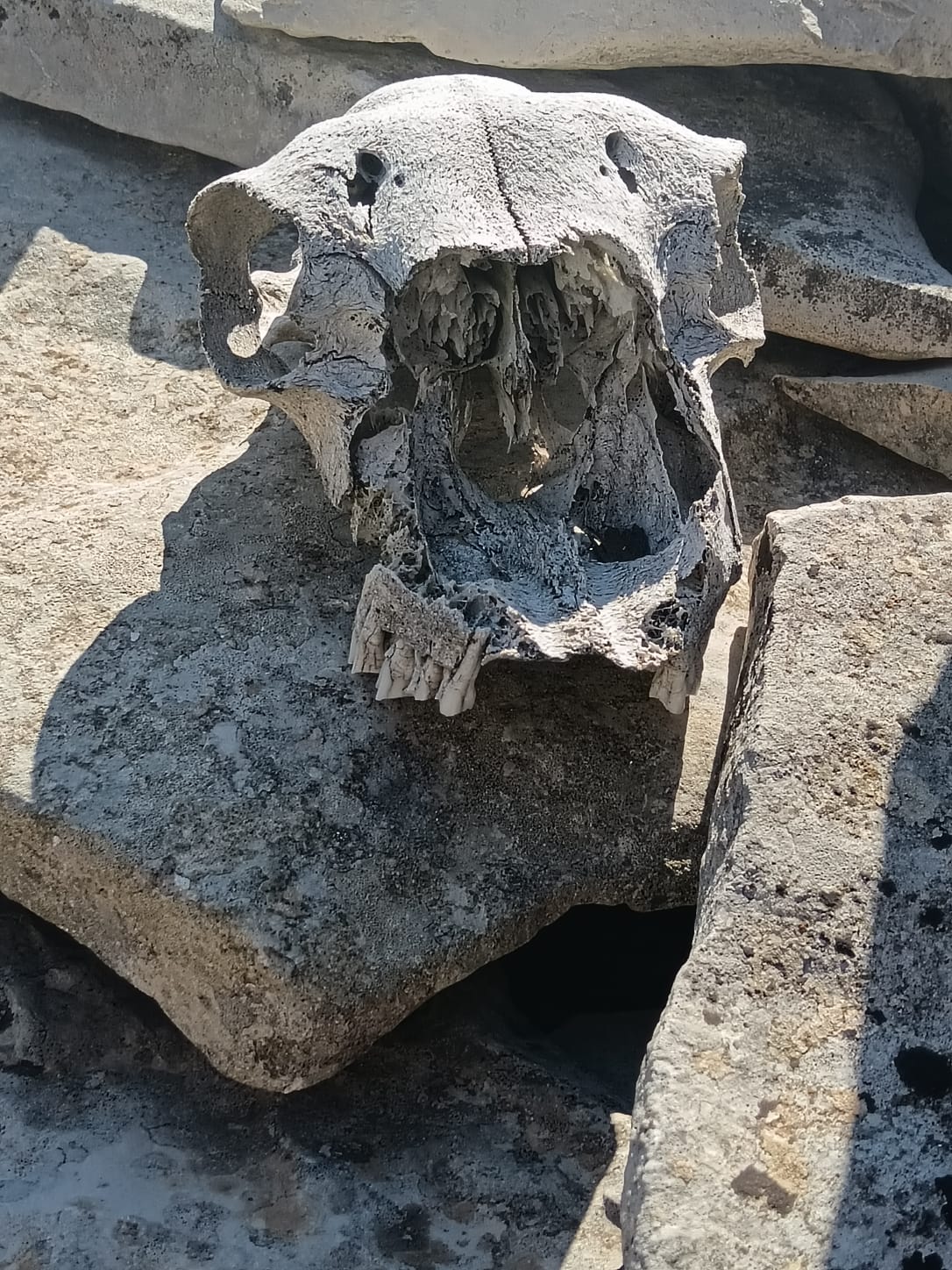 WhatsApp Image 2.02.09