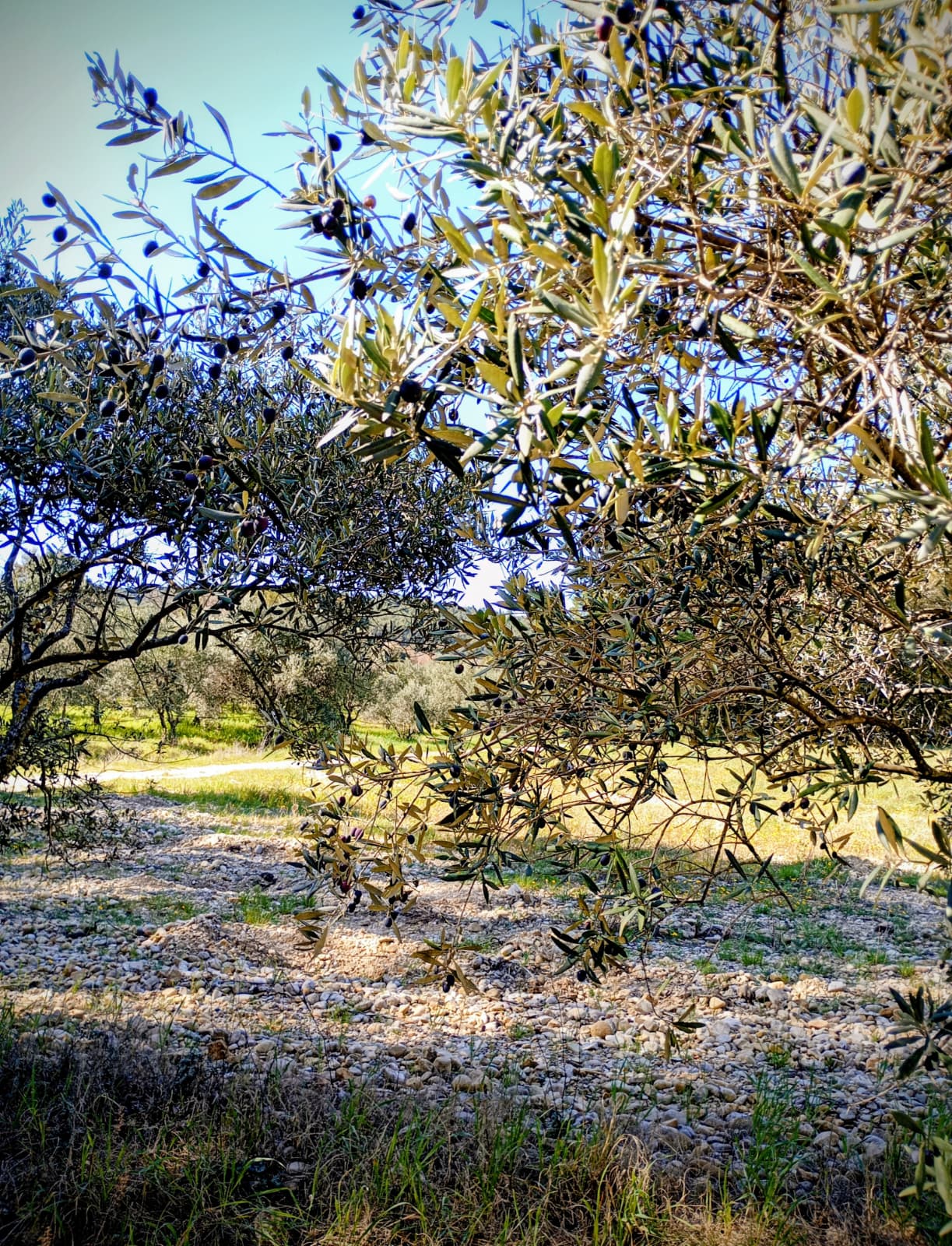 WhatsApp Image 2026 03 19 at 19.29.15