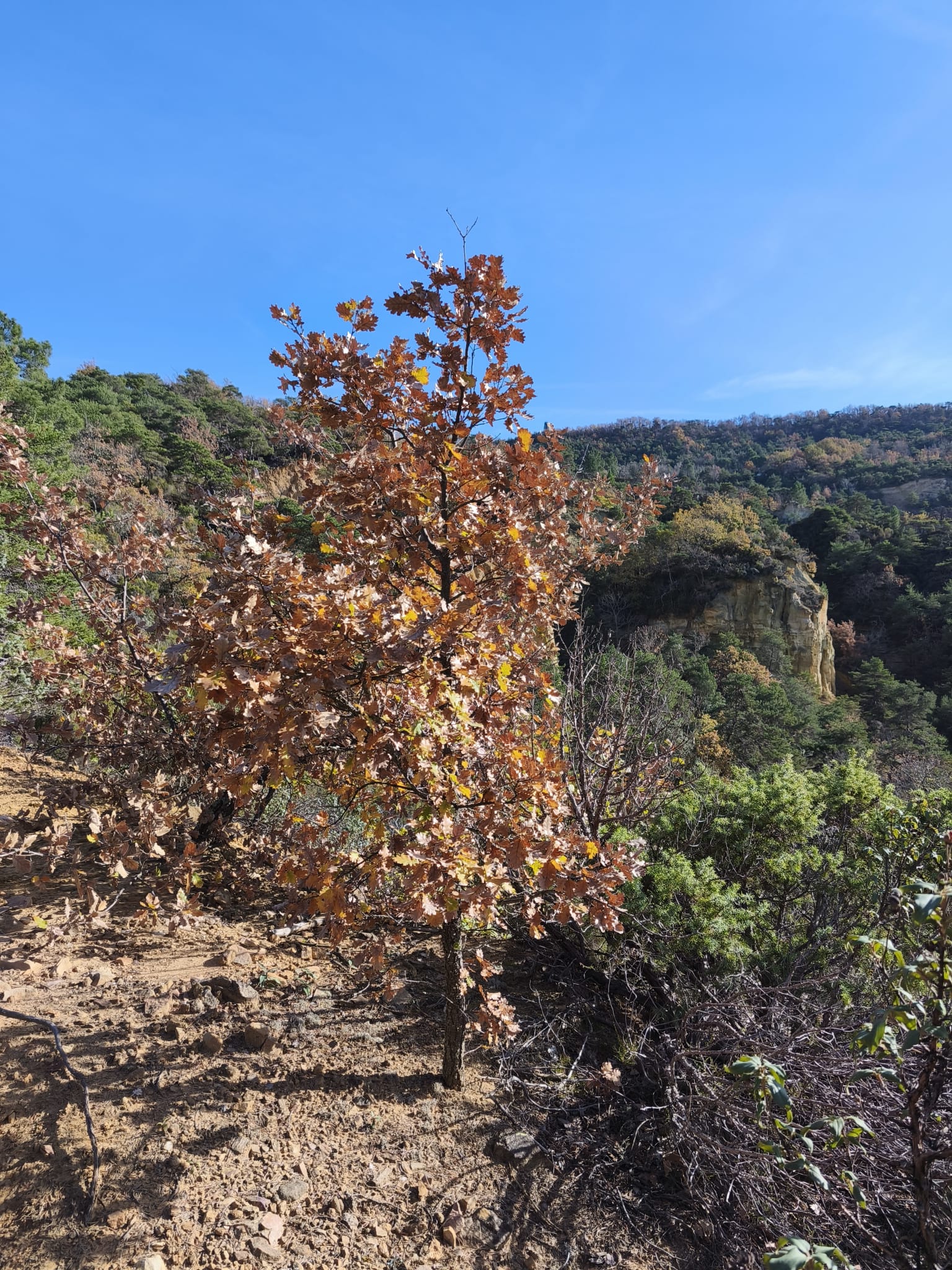 WhatsApp Image 2025 11 24 at 15.11.40 1