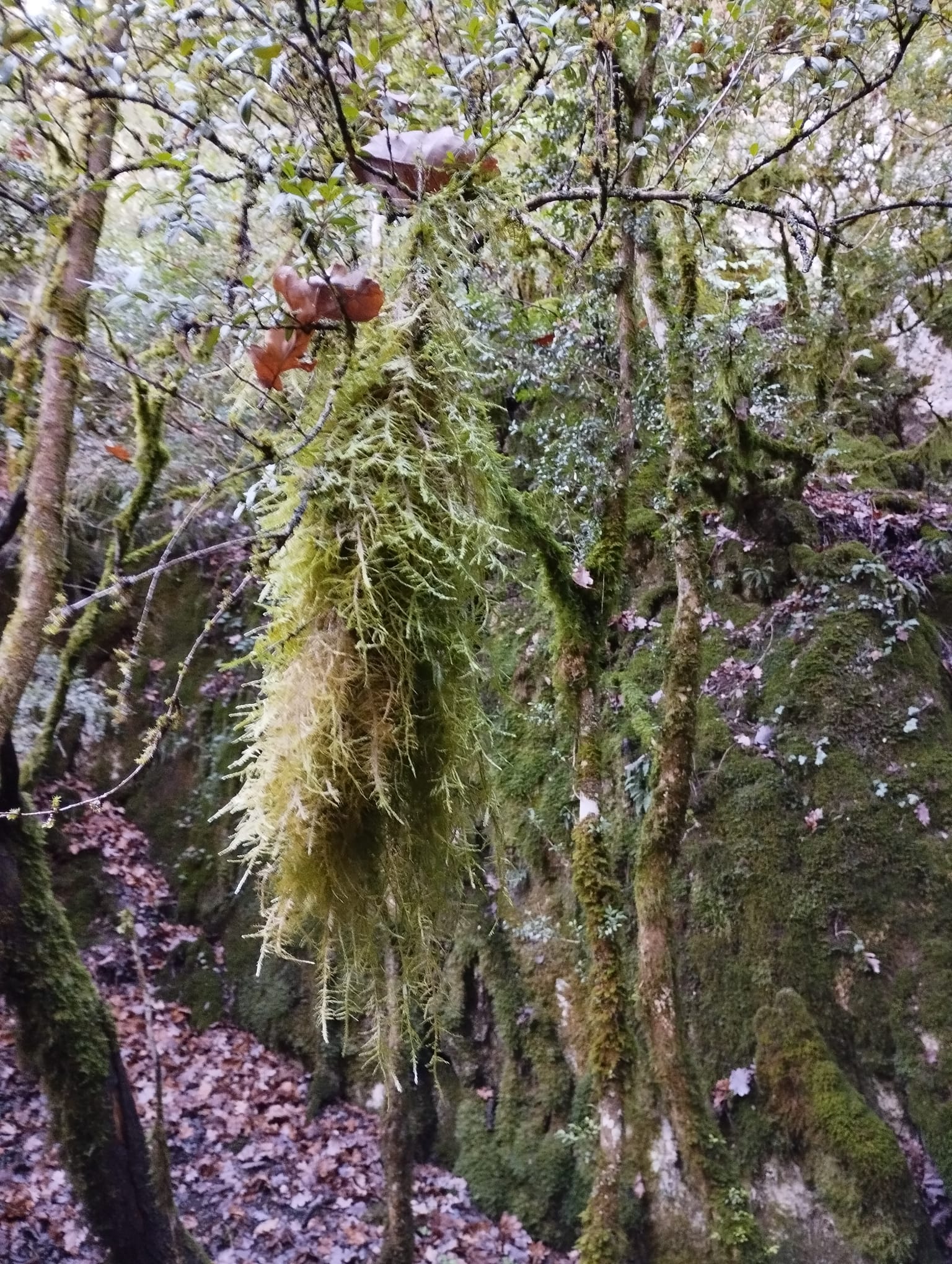 WhatsApp Image 202225 11 25 at 16.50.25