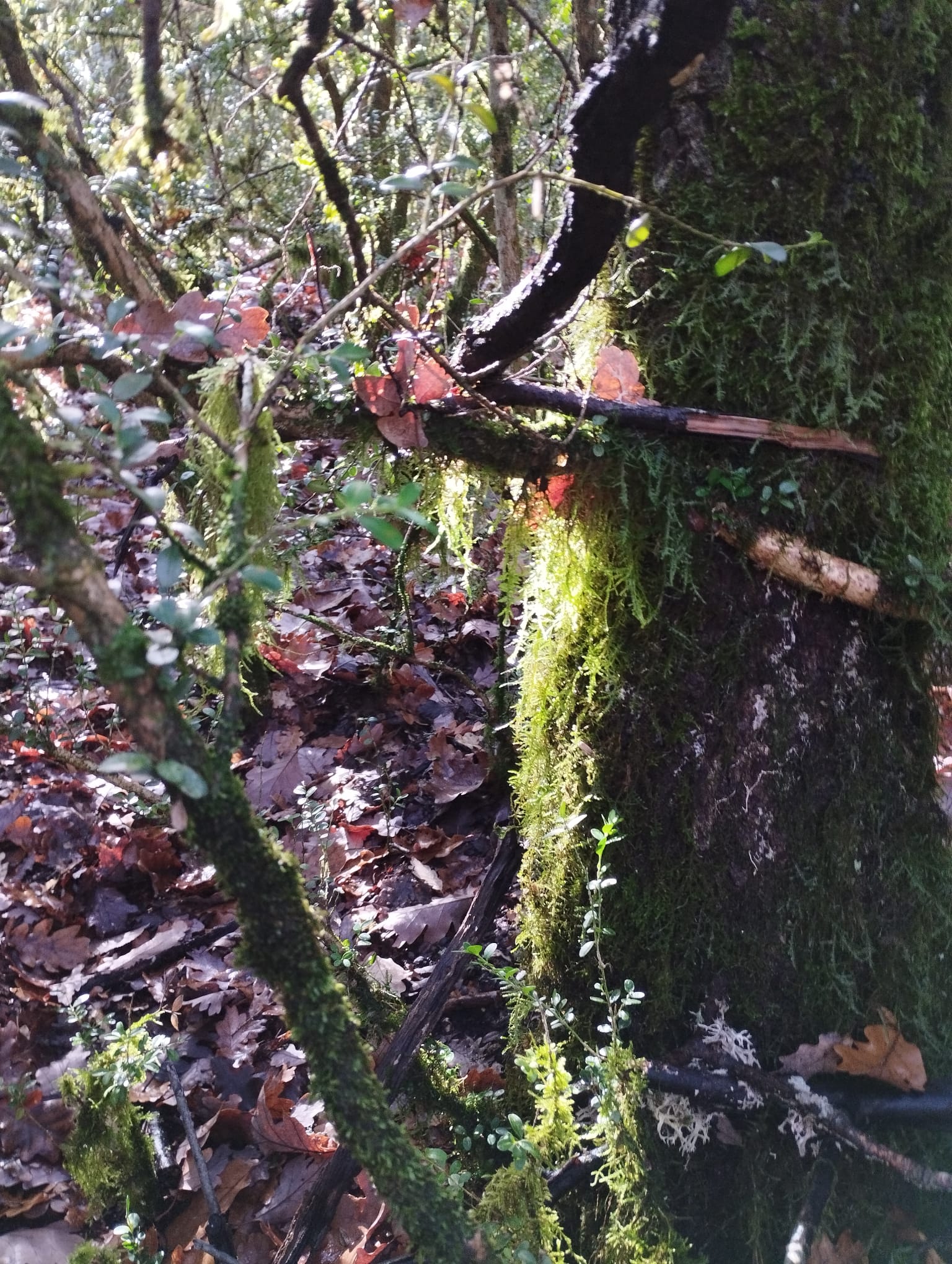 WhatsApp Image 2025 11 251 at 16.50.25